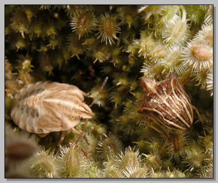 Ancyrosoma leucogrammes (e figlio?)